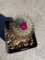 Preview: Gymnocactus booleanus